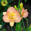 Hemerocallis Frances Joiner